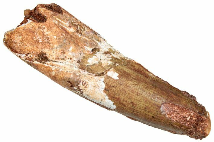 Fossil Spinosaurus Tooth - Real Dinosaur Tooth #294001